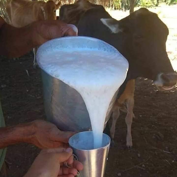 Quem tomou leite de vaca recém-tirado no Alentejo